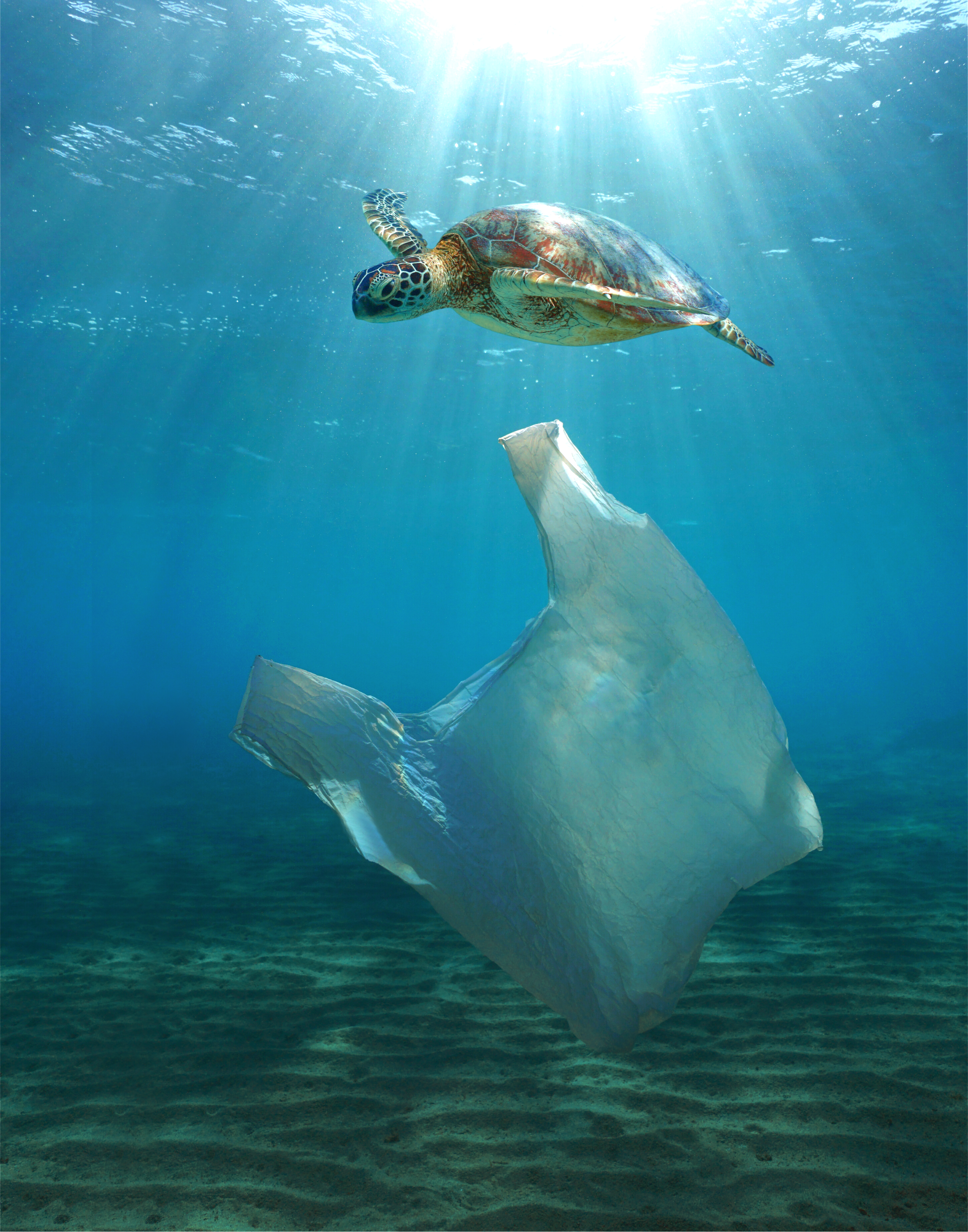 Lee más sobre el artículo ¿Ganaremos la guerra contra el plástico?